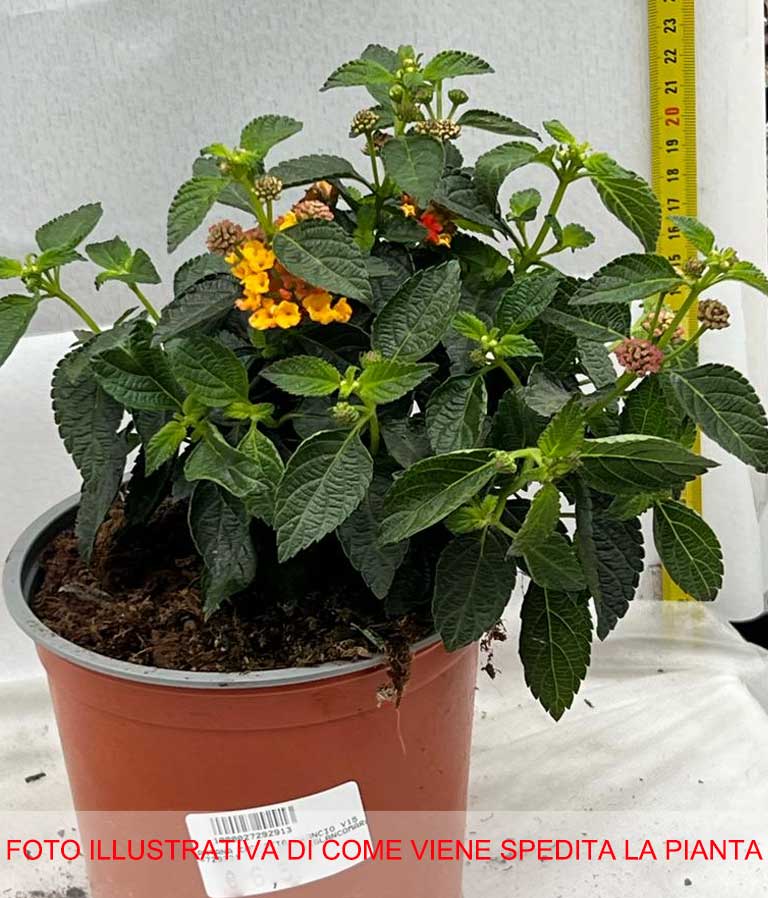 LANTANA ARANCIONE VASO 15CM