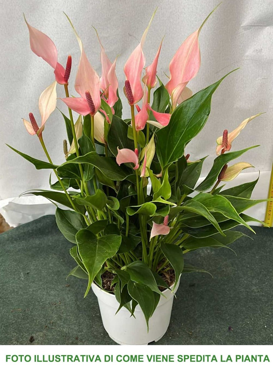 ANTHURIUM LILLI IN VASO 14CM