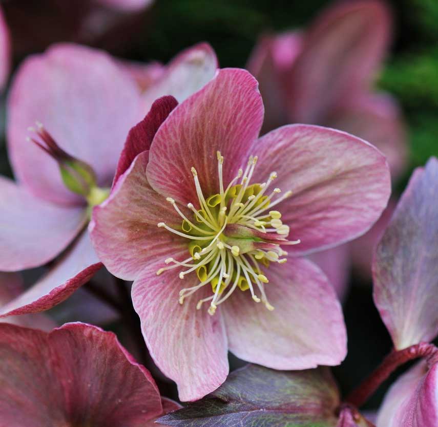 HELLEBORUS ORIENTALIS ROSE OF SPRING ROSA DI NATALE VASO 15CM