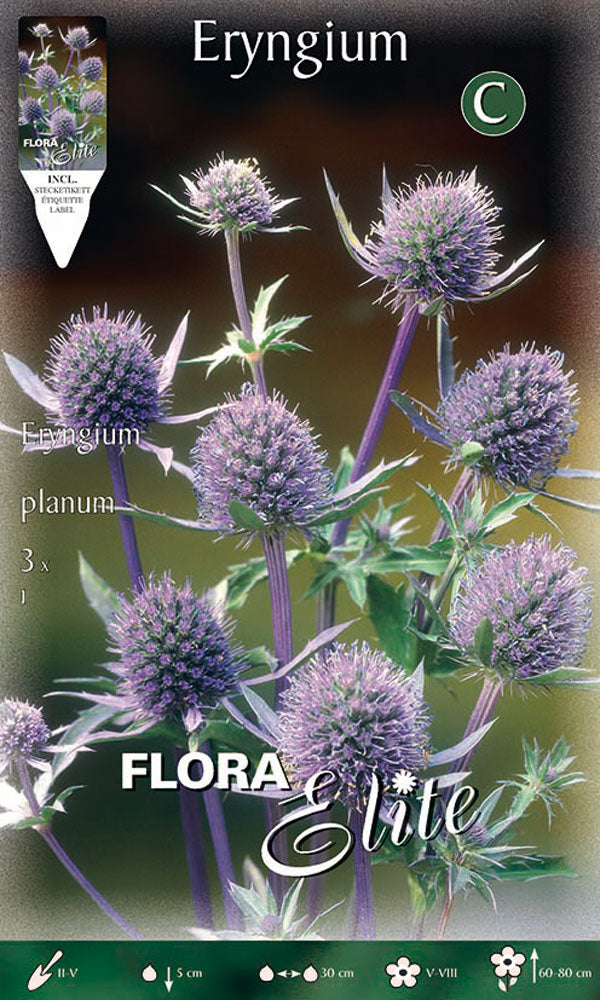 OFFERTA 9 BULBI ERYNGIUM PLANUM