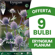 OFFERTA 9 BULBI ERYNGIUM PLANUM