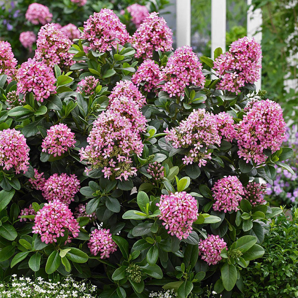 ESCALLONIA PINK ELLE VASO 19CM