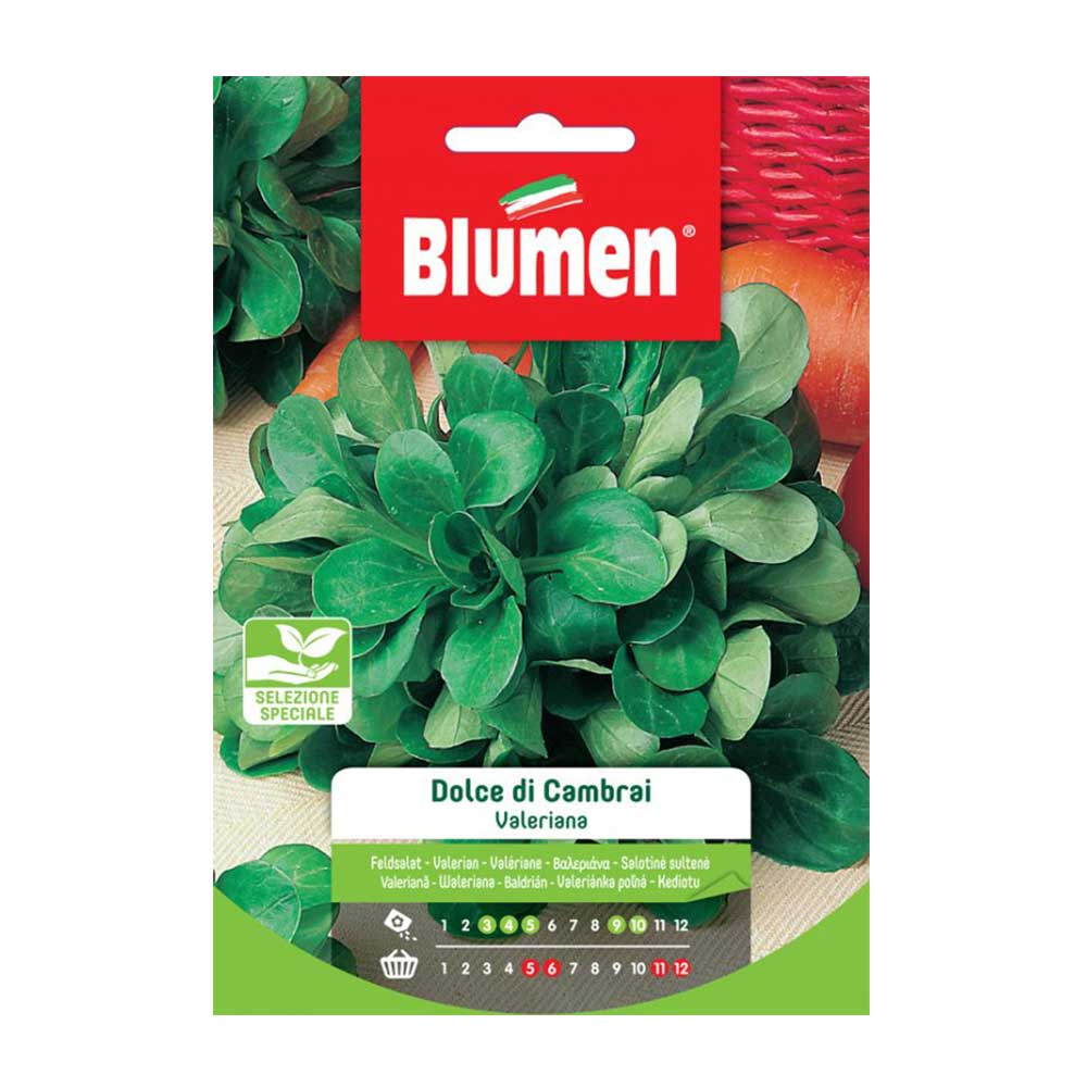 SEMI VALERIANA DOLCE CAMBRAY BLUMEN