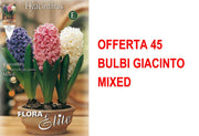 OFFERTA 45 BULBI GIACINTO MIXED