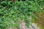 BOX 6 PIANTE EUONYMUS FORTUNEI MINIMUS VASO 9CM