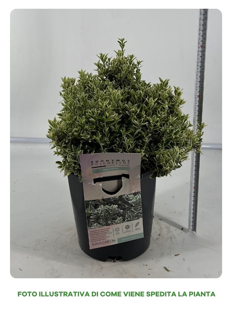 EUONIMUS PULCHELLUS ARGENTEA IN VASO 17CM