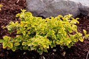 EUONYMUS FORTUNEI EMERALD 'N' GOLD' VASO 23CM