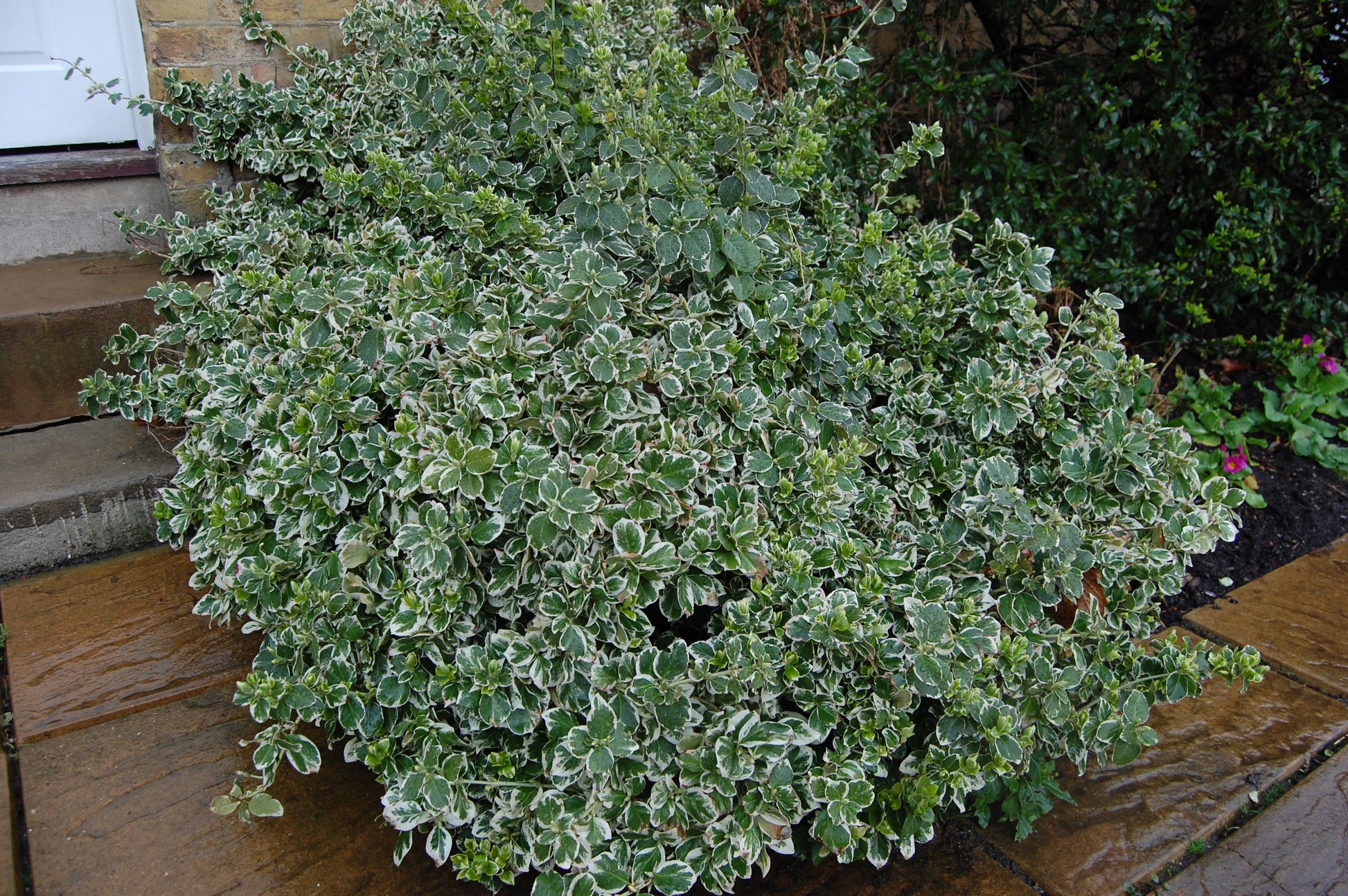 EUONYMUS FORTUNEI 'EMERALD GAIETY' VASO 15CM