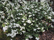 EUONYMUS FORTUNEI HARLEQUIN VASO 15CM