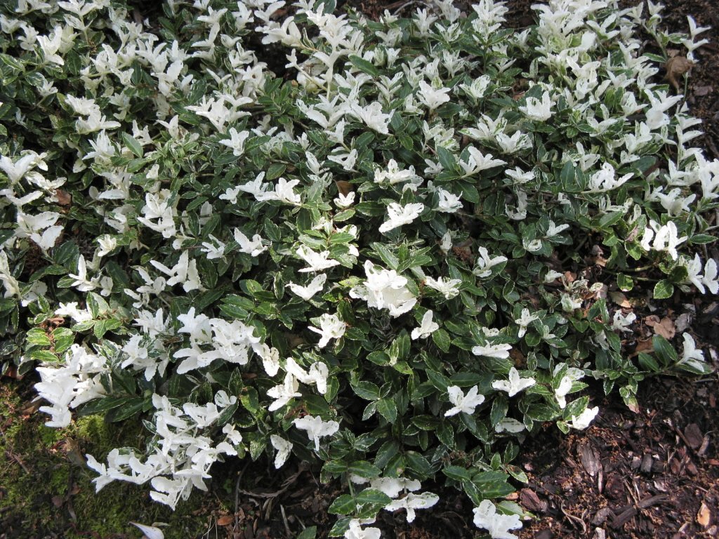 EUONYMUS FORTUNEI HARLEQUIN VASO 15CM