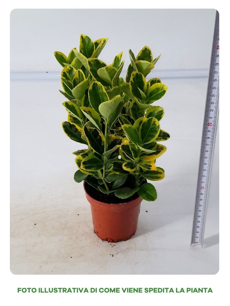 EUONYMUS AUREOMARGINATO IN VASO DA 9CM