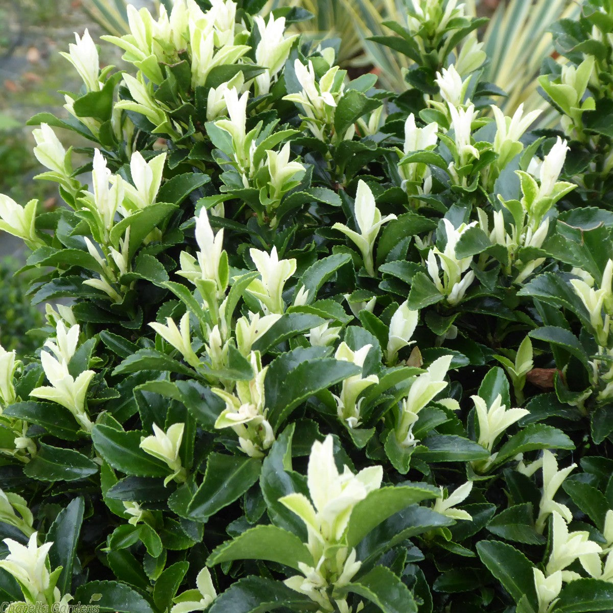 EUONYMUS PALOMA BLANCA VASO 13CM