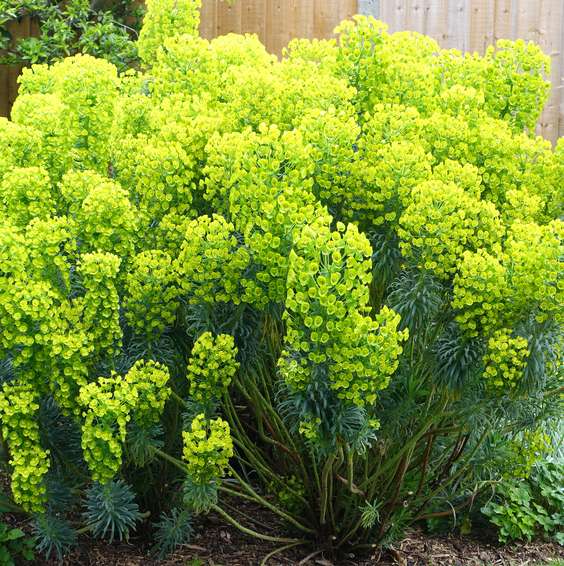 EUPHORBIA ANTIGONE VASO 17CM