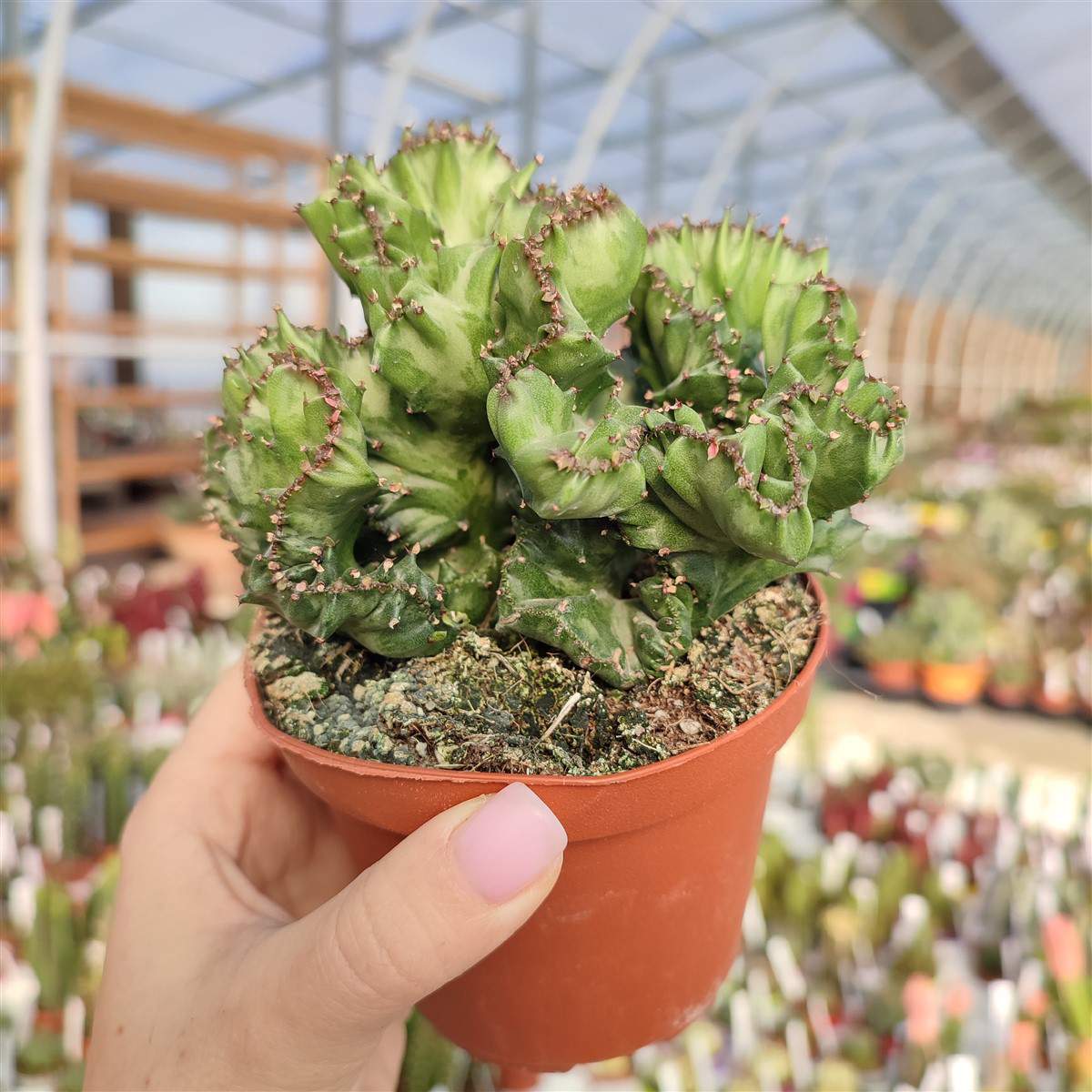 EUPHORBIA LACTEA CRESTATA VASO 18CM
