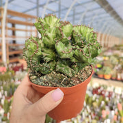 EUPHORBIA LACTEA CRESTATA VASO 18CM