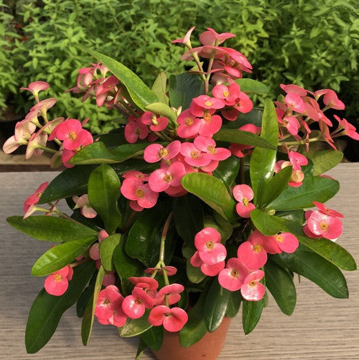 EUPHORBIA MILII VASO 10CM