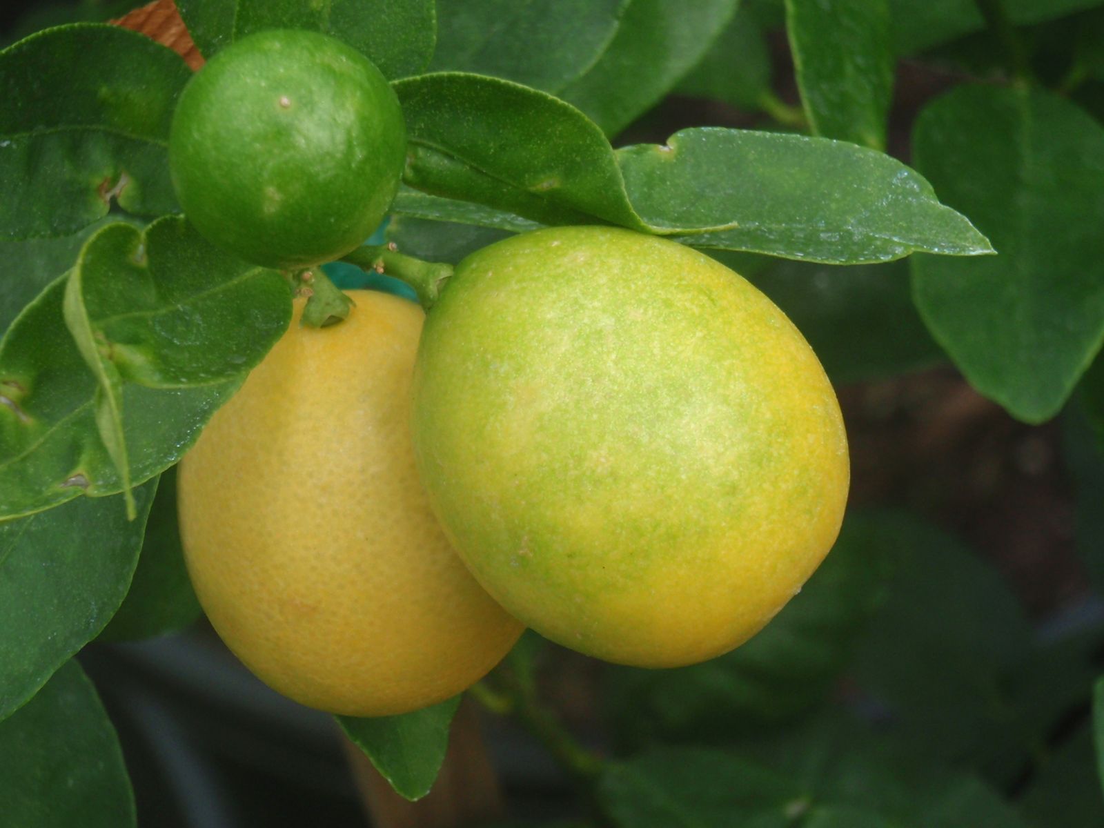 LIMEQUAT iN VASO 15CM