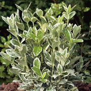 EUONYMUS JAPONICUS BRAVO VASO 17CM