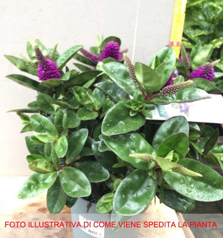 HEBE ADDENDA DONNA ALEXA VASO 15CM