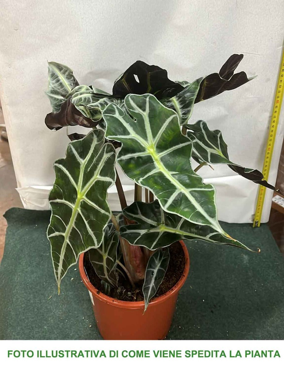ALOCASIA POLLY ORECCHIE DA ELEFANTE VASO 17CM