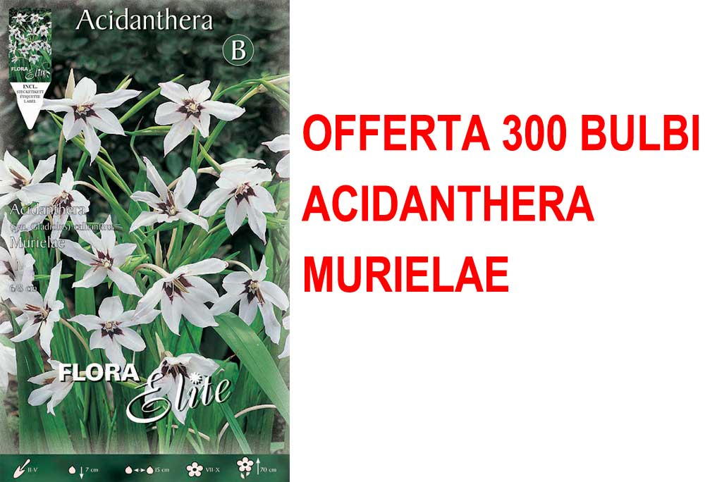 OFFERTA 300 BULBI ACIDANTHERA SYN. GLADIOLUS CALLIANTHUS MURIELAE
