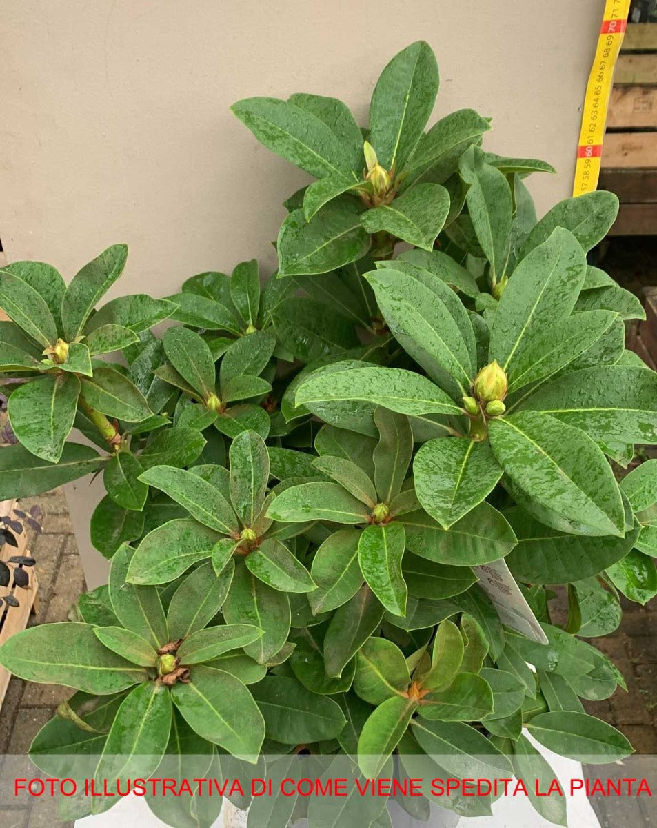 RODODENDRO RED JACK IN VASO 24CM