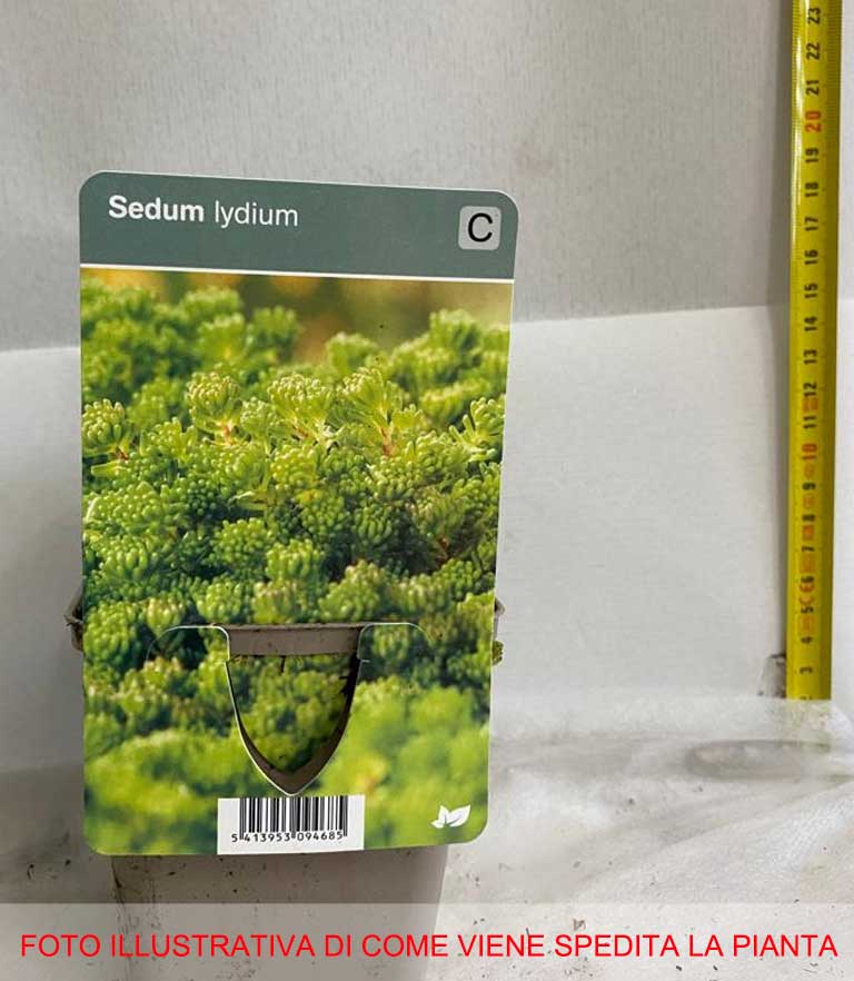 SEDUM LYDIUM IN VASO 9CM