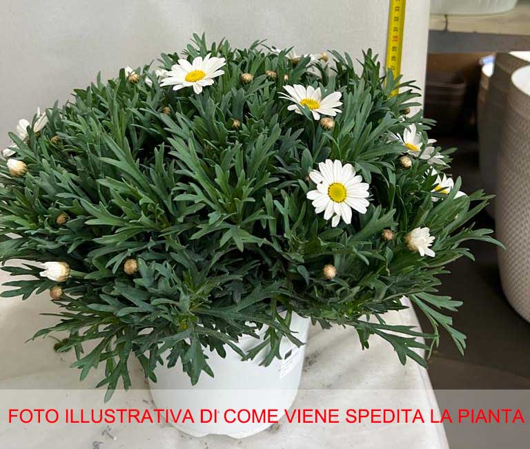 MARGHERITA BIANCA IN VASO 18CM