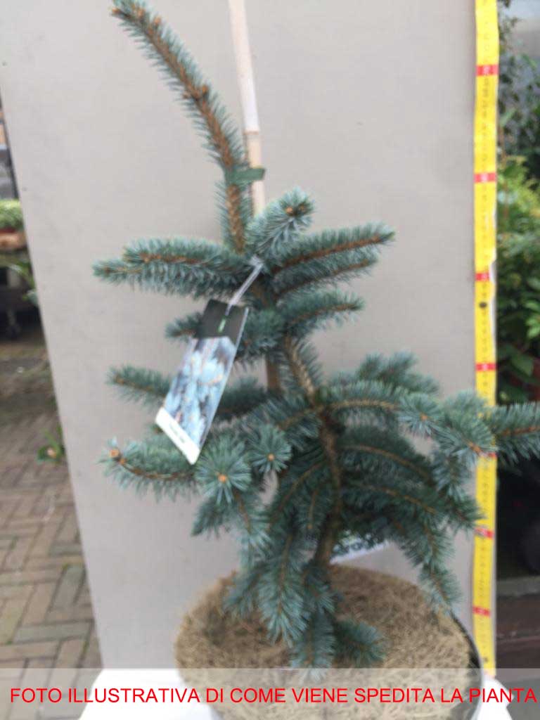 PICEA PUNGENS KOSTER ABETE BLU IN VASO 26CM