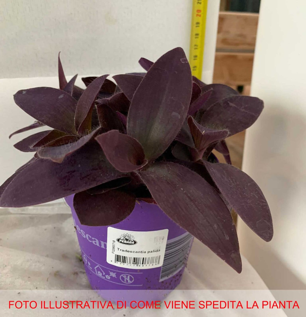 TRADESCANTIA PALLIDA VASO 12CM