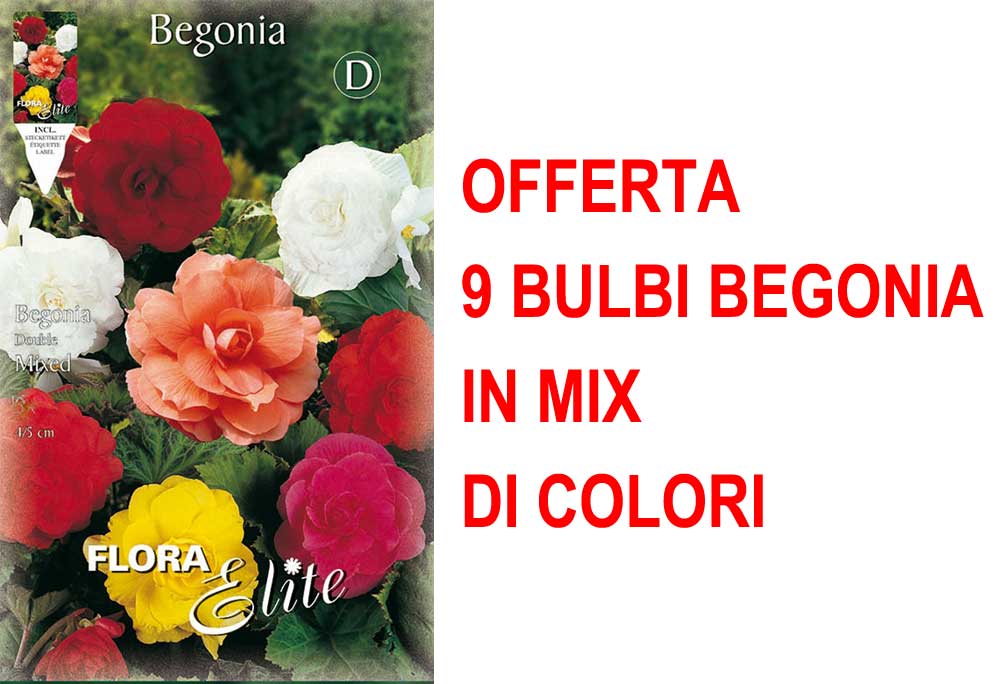 OFFERTA 9 BULBI BEGONIA DOUBLE MIX