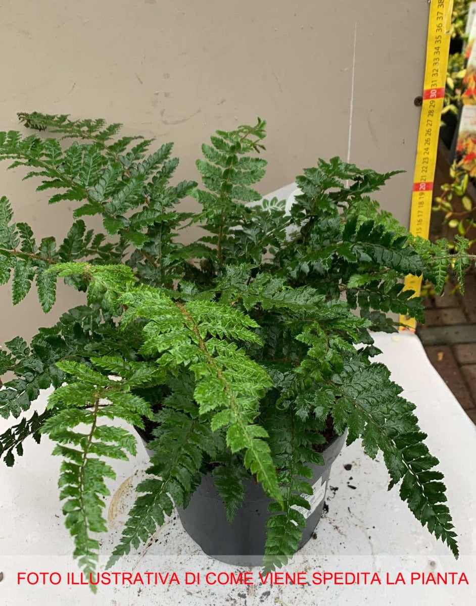 FELCE POLYSTICHUM POLYBLEPHARUM VASO 19CM