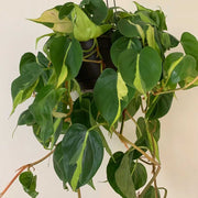 PHILODENDRON SCANDENS BRASIL VASO 12CM
