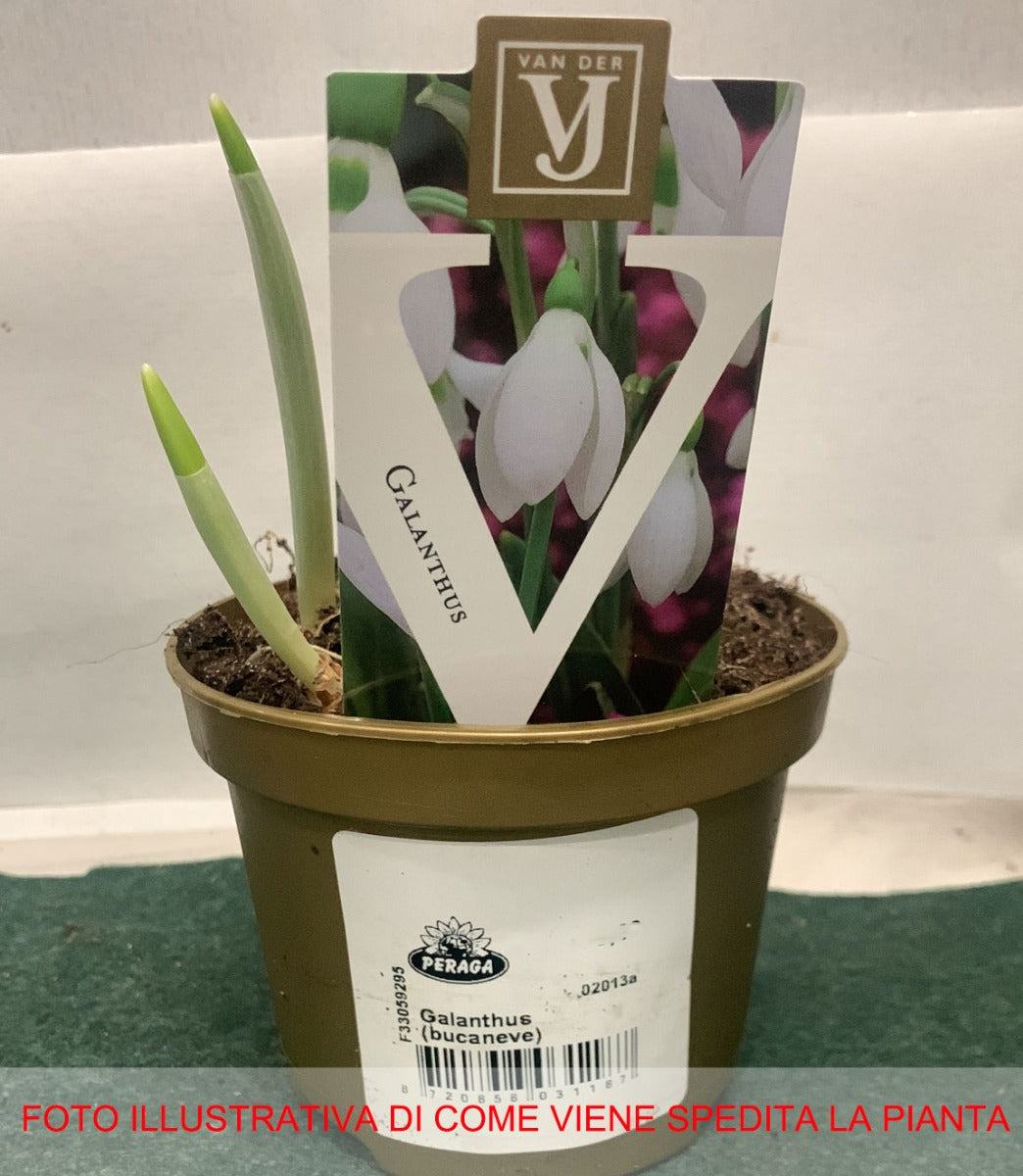 GALANTHUS BUCANEVE VASO 12CM