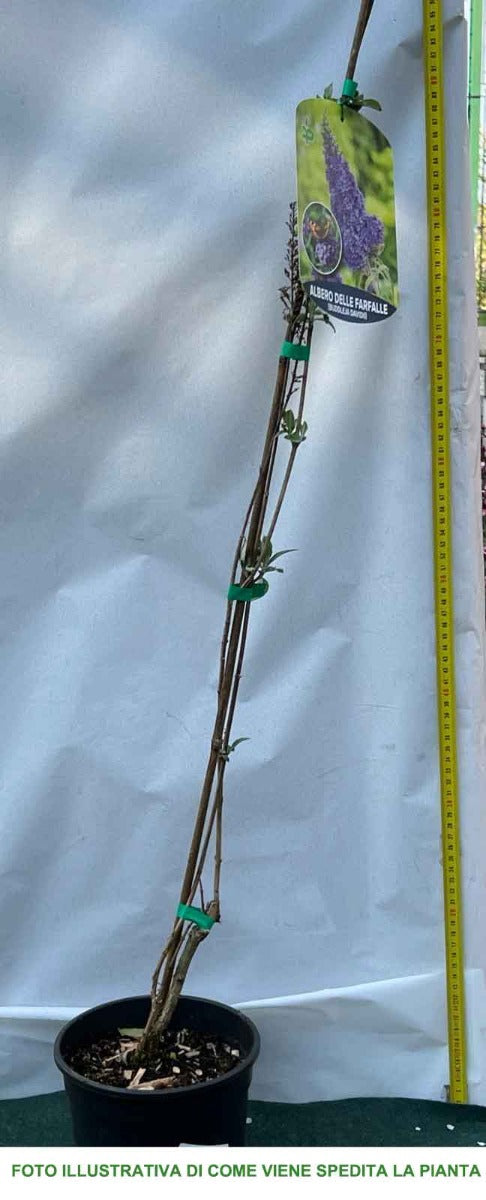 BUDDLEJA DAVIDII ALBERO DELLE FARFALLE VASO 15CM