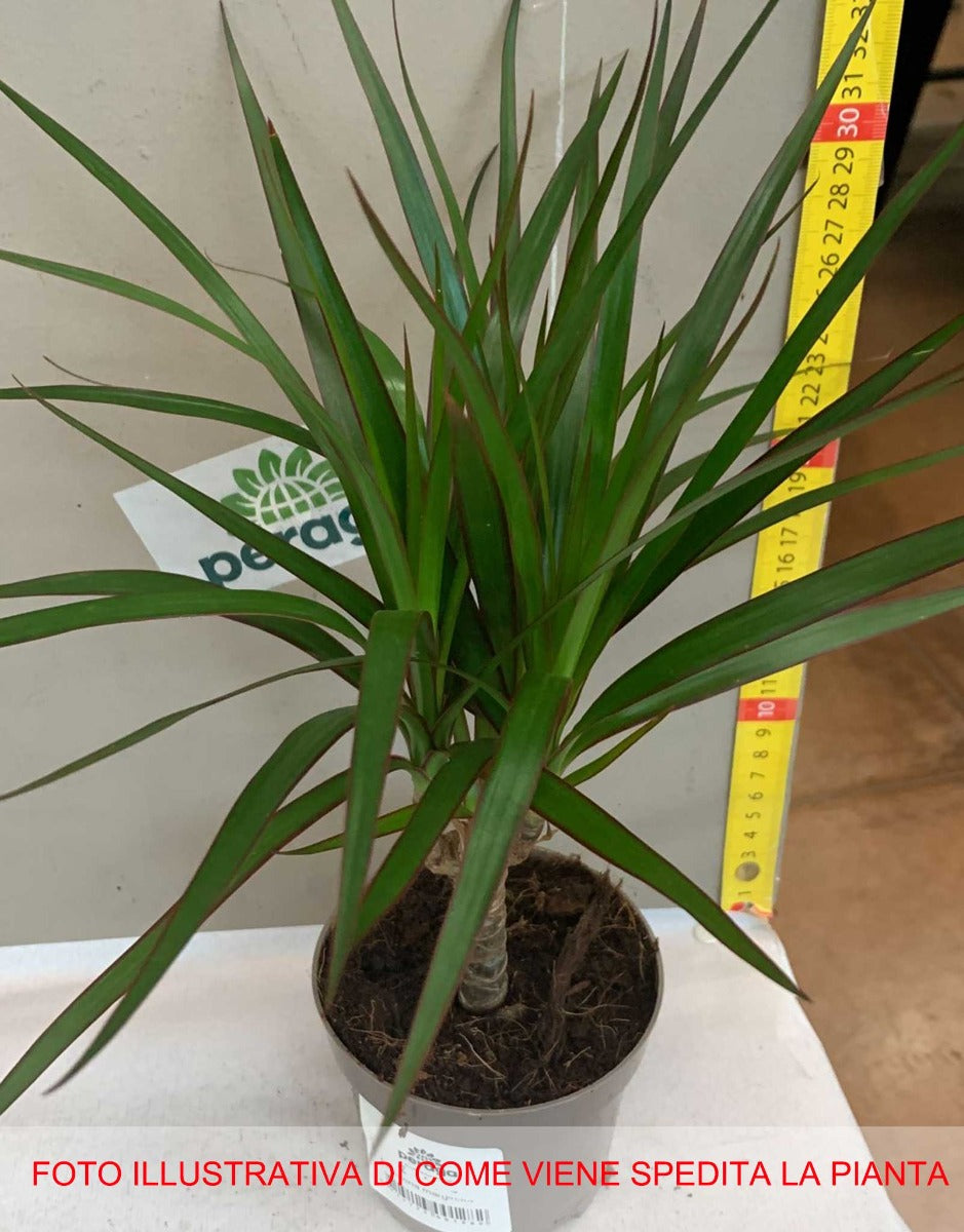 DRACENA MARGINATA VASO 11CM