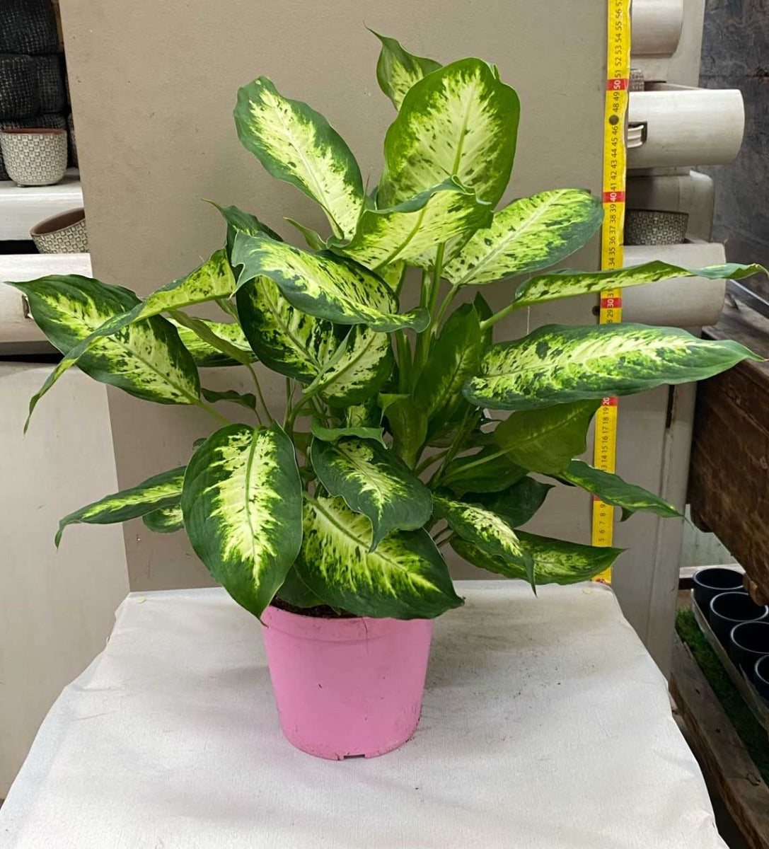 DIEFFENBACHIA VASO 16CM