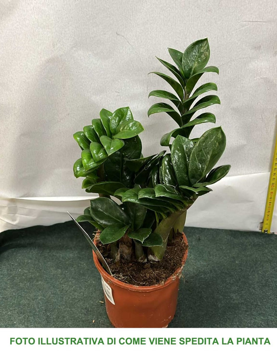 ZAMIOCULCAS ZENZI 14CM
