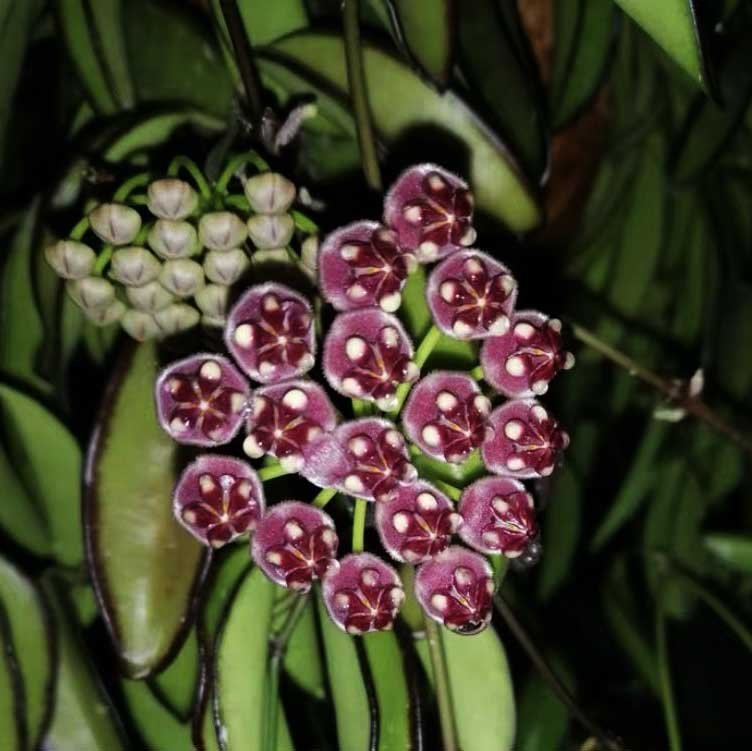 HOYA WAYETII TRICOLOR FIORE DI CERA VASO 14CM
