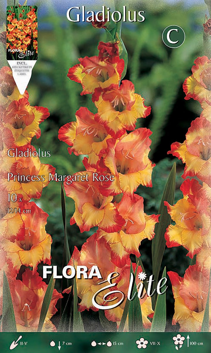 GLADIOLI A FIORI GRANDI PRINCESS MARGARET ROSE (CONFEZIONE DA 10 BULBI)