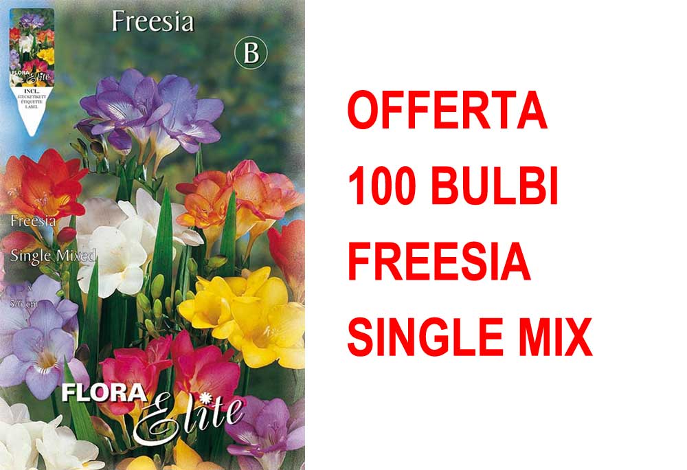 OFFERTA 100 BULBI FREESIA SINGLE MIXED