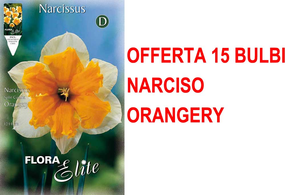 OFFERTA 15 BULBI NARCISO SPLIT CORONA ORANGERY