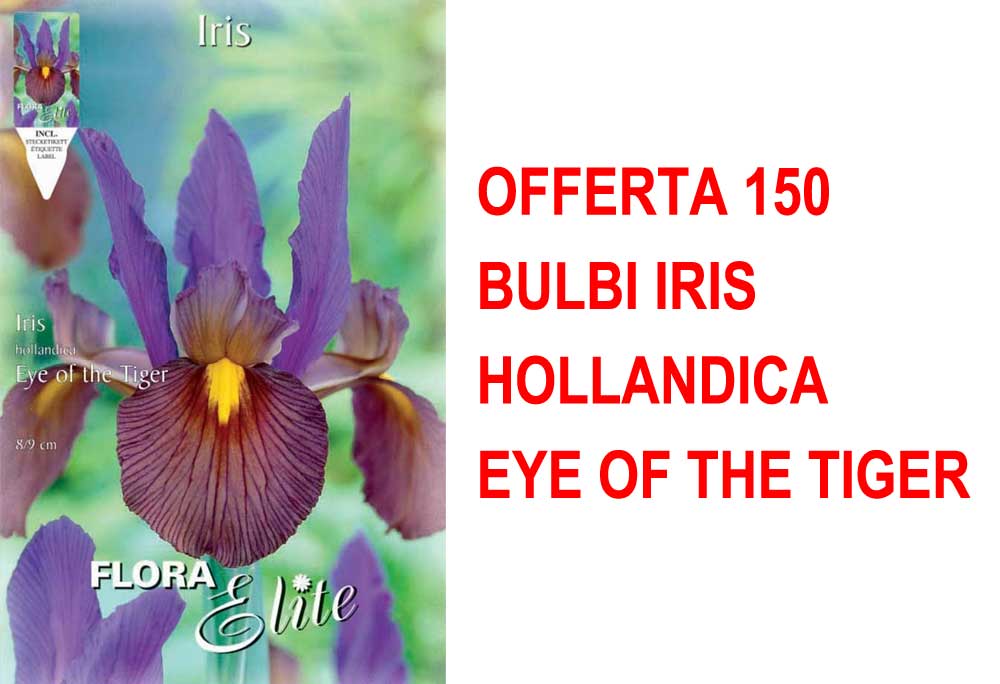 OFFERTA 150 BULBI IRIS HOLLANDICA EYE OF THE TIGER