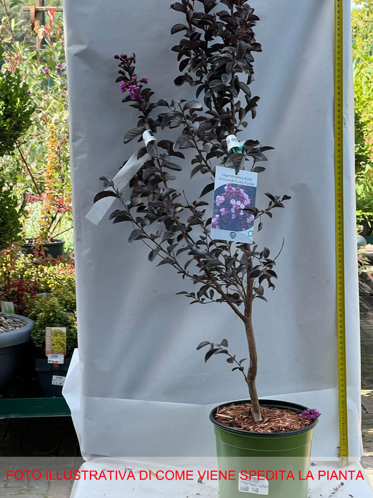 LAGERSTROEMIA INDICA BLACK SOLITAIRE PURELY PURPLE VASO 18CM