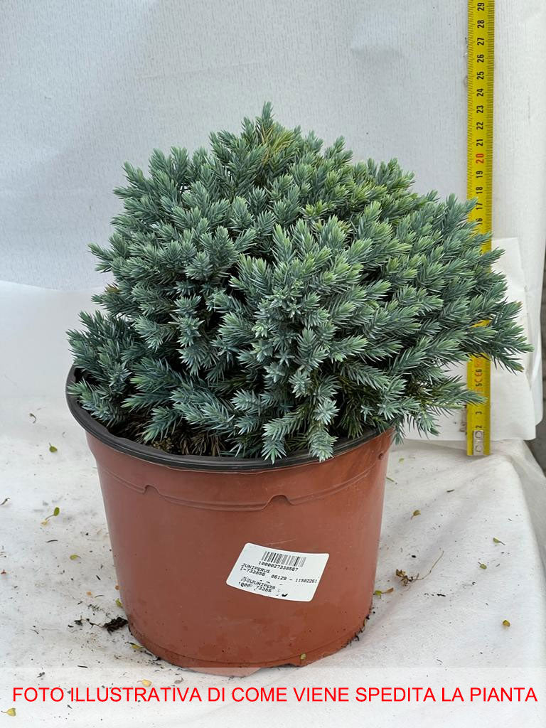 JUNIPERUS GINEPRO SQUAMATA BLUE STAR IN VASO 17CM