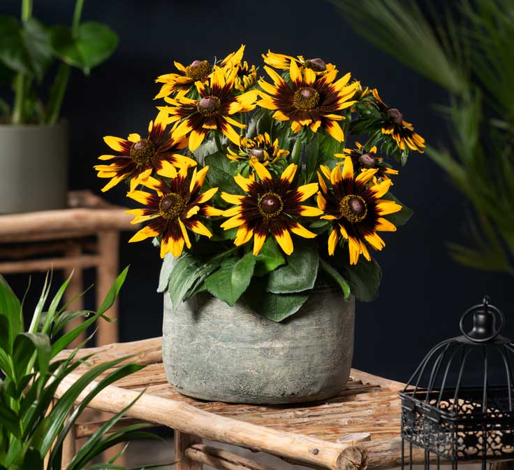 RUDBECKIA HIRTA RUDY MINI YELLOW BLACK IN VASO 18CM