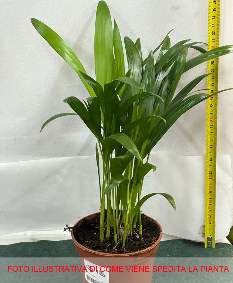 ARECA DYPSIS LUTESCENS IN VASO 12CM