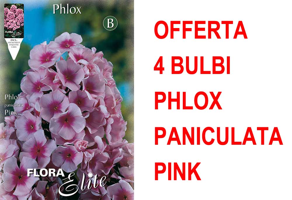 OFFERTA 4 BULBI PHLOX ROSA