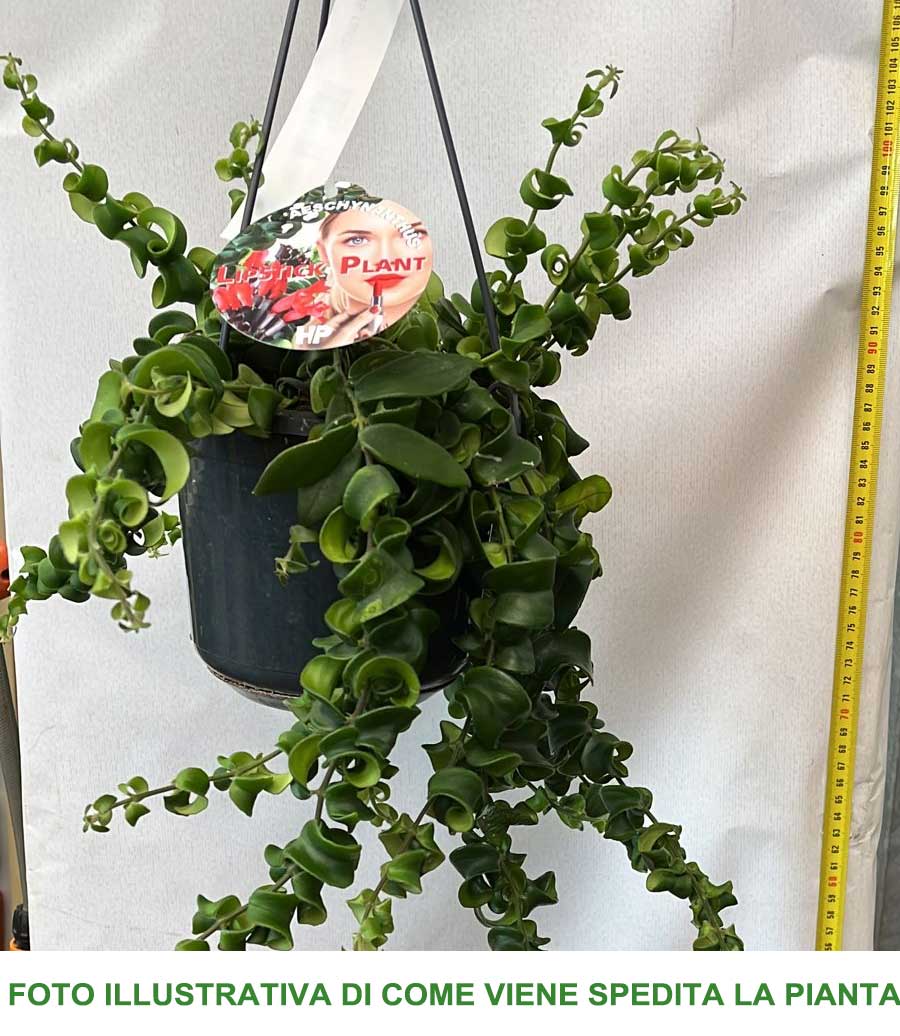 AESCHYNANTHUS RASTA VASO 15CM