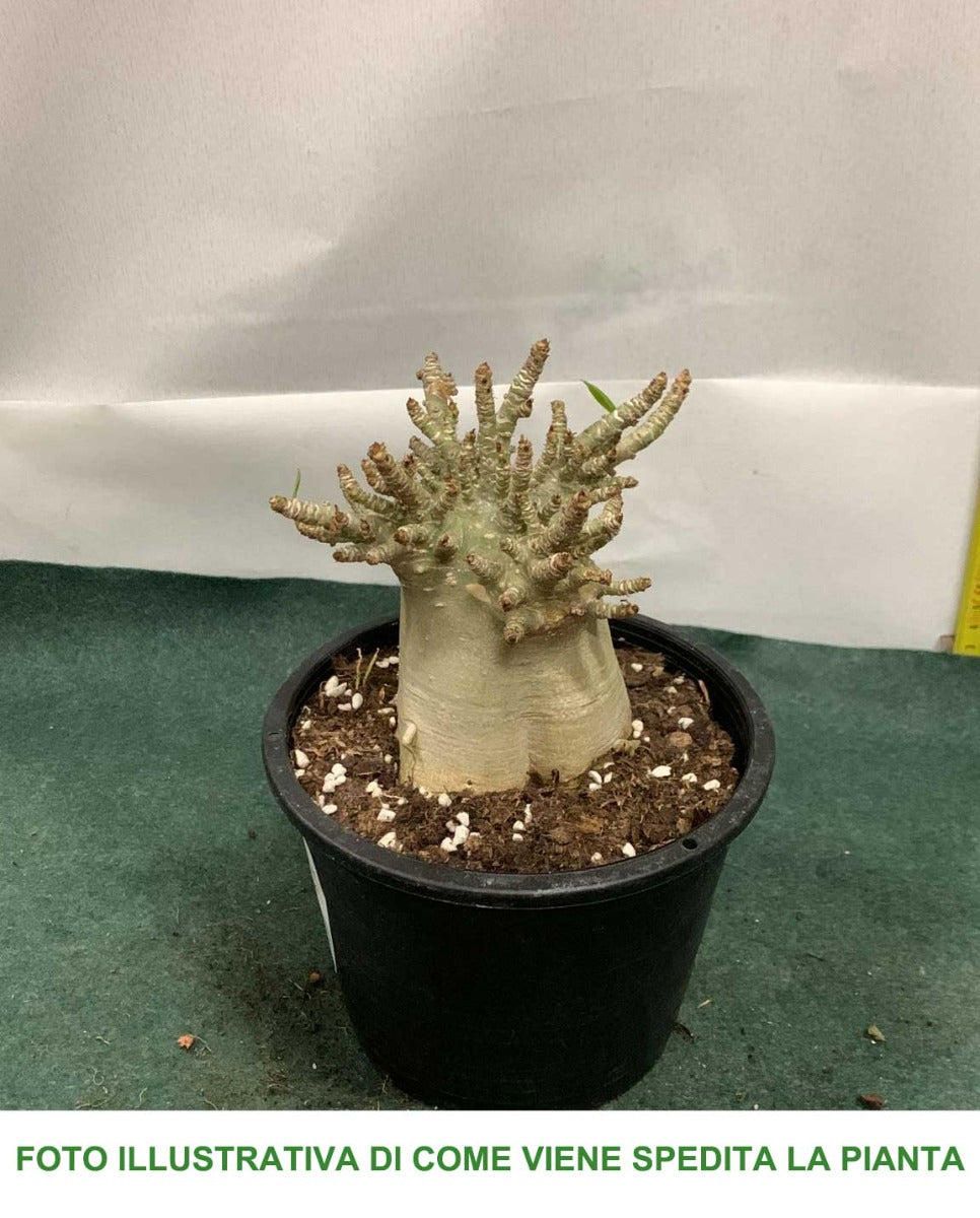 ADENIUM BAOBAB VASO 15CM